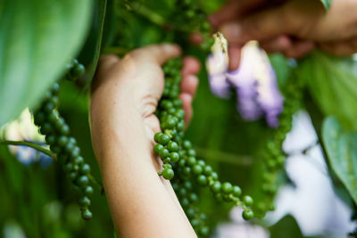 Close-up of hand harvesting fresh peppercorn in the garden