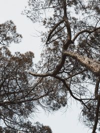 Low angle view of silhouette tree against sky