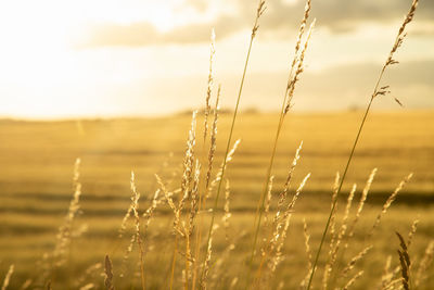 Close-up of stalks in field against sky