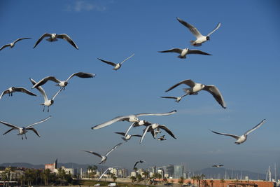 Low angle view of seagulls flying against sky