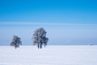 Trees on snow covered field against sky