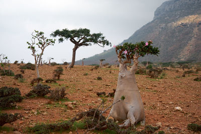 Donkey on field