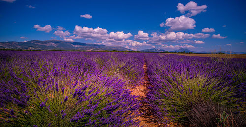 Purple flowering plants on field against sky