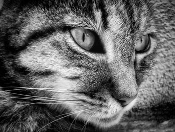 Close-up portrait of a cat