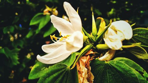 Close-up of white flower