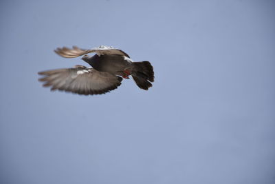 Low angle view of seagull flying