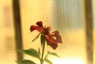 Close-up of flowering plant against window