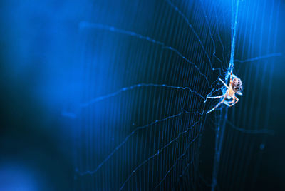 Close-up of spider on web 