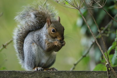 Close-up of squirrel