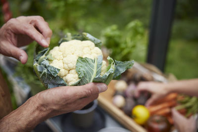 Hands holding cauliflower