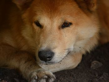 Close-up portrait of a dog