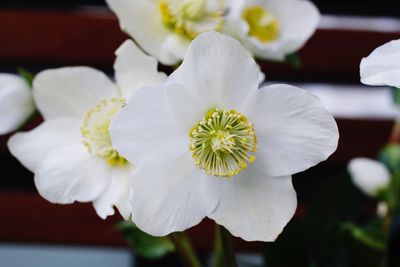 Close-up of white flower blooming outdoors