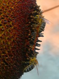 Close-up of bee on sunflower