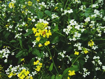 Close-up of yellow flowers blooming outdoors