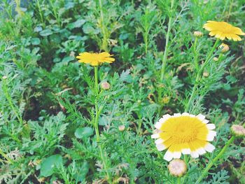 Close-up of yellow flowers growing on field