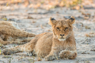 Portrait of lion cub lying in forest
