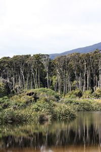 Scenic view of trees by lake against sky