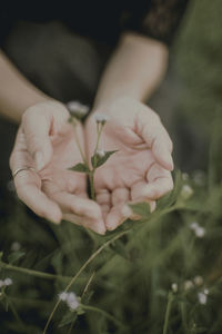 Close-up of hand holding rose plant