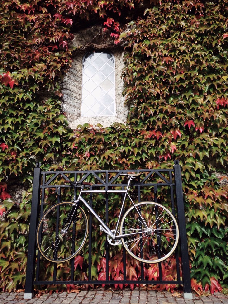 plant, bicycle, growth, built structure, building exterior, architecture, house, window, wall - building feature, transportation, mode of transport, day, potted plant, flower, land vehicle, no people, nature, stationary, outdoors, leaf