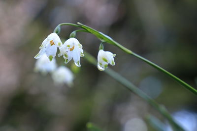 Close-up of white flowering plant