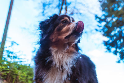 Close-up of dog looking away