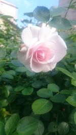 Close-up of rose blooming outdoors