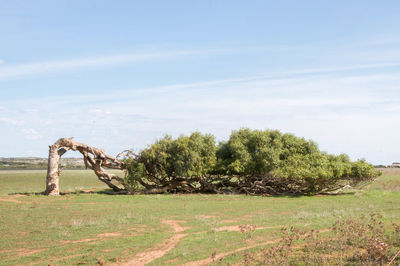 Trees on field against sky