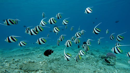 Colorful tropical fish on a coral reef, amazingly beautiful fairy world. in the coral gardens .