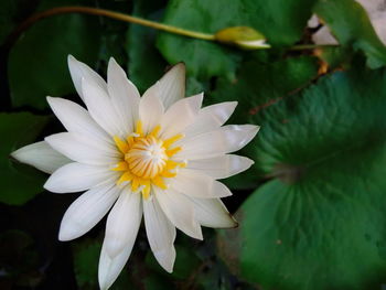 Close-up of white flower with leaves