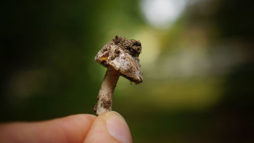 Cropped hand holding mushroom