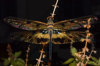 Close-up of butterfly