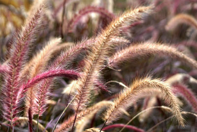 Close-up of cactus plant