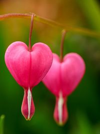 Close-up of bleeding heart flower