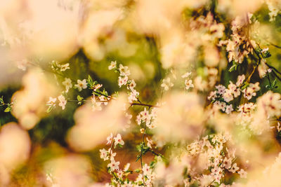 Close-up of flowering plants on field