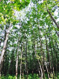 Low angle view of bamboo trees in forest