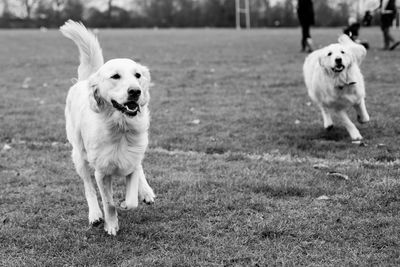 Dogs running on grassy field