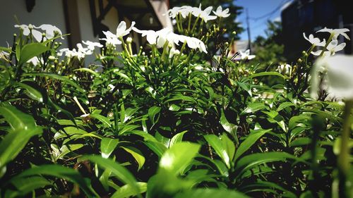 Close-up of white flowering plants