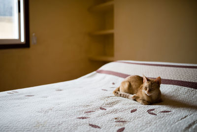 View of a cat resting on bed