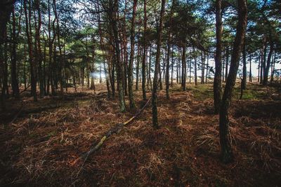 Trees growing in forest