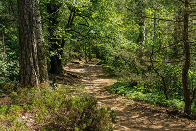 Road amidst trees in forest