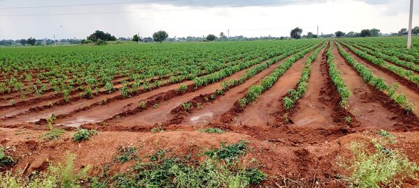 Scenic view of agricultural field against sky