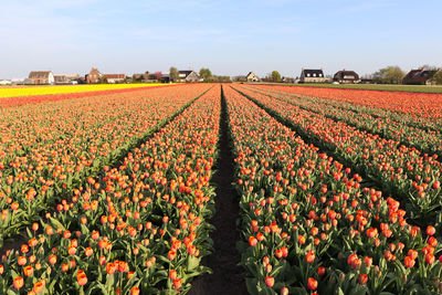 View of flowering plants on field against sky