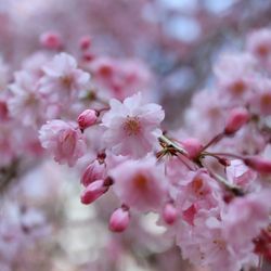 Close-up of pink cherry blossom