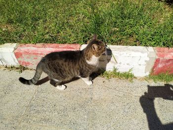 High angle view of cat