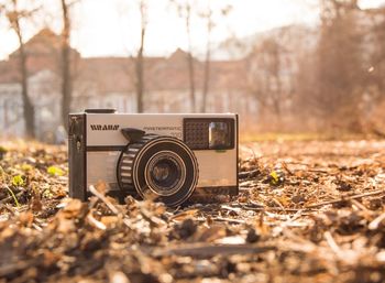 Close-up of plant on field