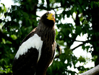 Close-up of bird perching on tree