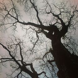 Low angle view of bare trees against sky