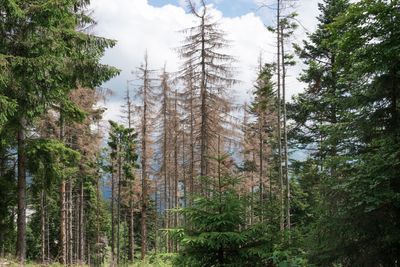 Pine trees in forest against sky