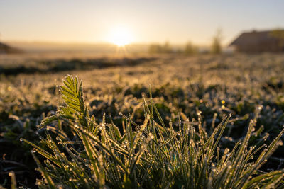 Close-up of plants on field against sky during sunset