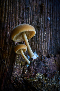 Close-up of mushroom growing on tree trunk